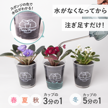 画像をギャラリービューアに読み込む, 【土を使わない花】テーブルプランツ (Table Plants) セントポーリア ※数量限定/予約商品