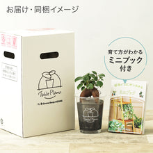 画像をギャラリービューアに読み込む, 【土を使わない観葉植物】テーブルプランツ(Table Plants)ガーデンベアカップ