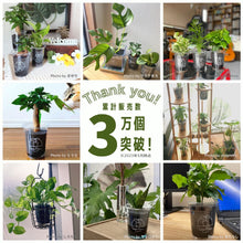 画像をギャラリービューアに読み込む, 【土を使わない観葉植物】テーブルプランツ(Table Plants)ガーデンベアカップ