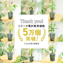 画像をギャラリービューアに読み込む, 【土を使わない観葉植物】テーブルプランツ(Table Plants) CUBE アスプレニウム