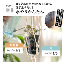 画像をギャラリービューアに読み込む, 【土を使わない観葉植物】つる性テーブルプランツ(Table Plants)トラディスカンチア