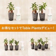 画像をギャラリービューアに読み込む, 【土を使わない観葉植物】テーブルプランツ(Table Plants) お得なおすすめセット