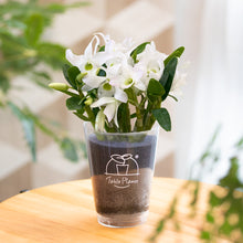 画像をギャラリービューアに読み込む, 【土を使わない花】テーブルプランツ(Table Plants) デンドロビウム 数量限定