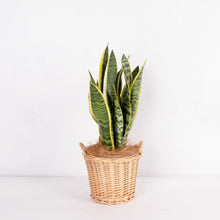 画像をギャラリービューアに読み込む, サンスベリア・ローレンティー 5号 ナチュラルなカゴセット