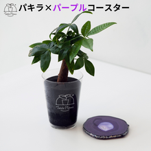 画像をギャラリービューアに読み込む, 【土を使わない観葉植物】 テーブルプランツ(Table Plants) ×カラフルCRYSTAL COASTERセット