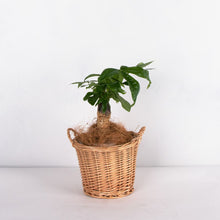 画像をギャラリービューアに読み込む, パキラ5号 カゴカバーセット