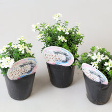 画像をギャラリービューアに読み込む, 【予約商品:12/1発送】宿根イベリス・ブライダルブーケ 花苗 3.5号 3ポットセット