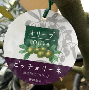 香川で育ったオリーブの木 8号 鉢カバーセット