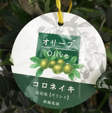 画像をギャラリービューアに読み込む, 香川で育ったオリーブの木 8号 鉢カバーセット