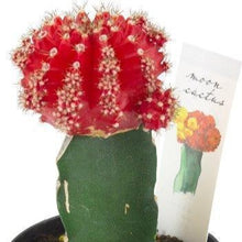 画像をギャラリービューアに読み込む, サボテン・ヒボタン(緋牡丹) 2.5号 3ポットセット