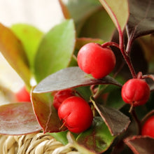 画像をギャラリービューアに読み込む, 【予約商品:10/21発送】チェッカーベリー 3ポットセット