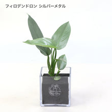 画像をギャラリービューアに読み込む, 【土を使わない観葉植物】テーブルプランツキューブ カラーリーフ (Table Plants CUBE)