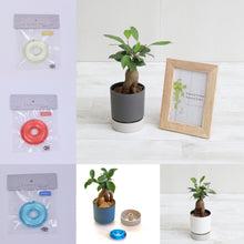 画像をギャラリービューアに読み込む, kaorimaru ガジュマル 2.5号 香り付き観葉植物