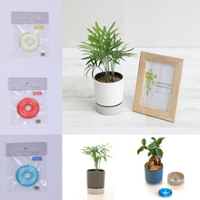 画像をギャラリービューアに読み込む, kaorimaru テーブルヤシ 2.5号 香り付き観葉植物