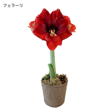 画像をギャラリービューアに読み込む, 【水も土もいらない!】マジックアマリリス