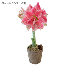 画像をギャラリービューアに読み込む, 【水も土もいらない!】マジックアマリリス