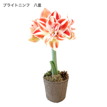 画像をギャラリービューアに読み込む, 【水も土もいらない!】マジックアマリリス