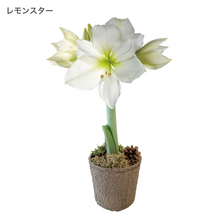 画像をギャラリービューアに読み込む, 【水も土もいらない!】マジックアマリリス