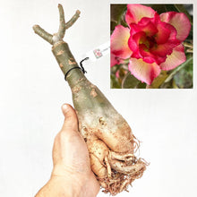 画像をギャラリービューアに読み込む, 【期間限定:3月末まで】アデニウム・オベスム 裸株(裸苗) ピンク系(10種から選べる)