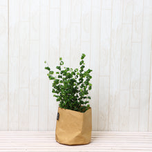 画像をギャラリービューアに読み込む, フィカス・ベンジャミン・バロック 5号 鉢カバー「Re:af®」セット