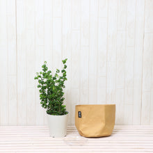 画像をギャラリービューアに読み込む, フィカス・ベンジャミン・バロック 5号 鉢カバー「Re:af®」セット