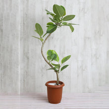 画像をギャラリービューアに読み込む, アルテシーマ 8号