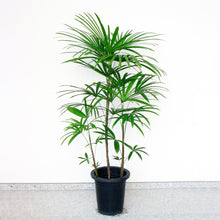 画像をギャラリービューアに読み込む, シュロチク 8号 シンプルな鉢カバーセット