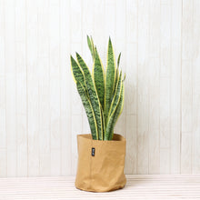 画像をギャラリービューアに読み込む, サンスベリア・ローレンティ 7号 「Re:af®」カバーセット