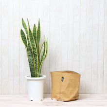 画像をギャラリービューアに読み込む, サンスベリア・ローレンティ 7号 「Re:af®」カバーセット