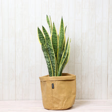 画像をギャラリービューアに読み込む, サンスベリア・ローレンティ 7号 「Re:af®」カバーセット