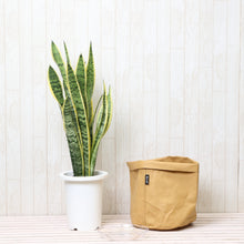 画像をギャラリービューアに読み込む, サンスベリア・ローレンティ 7号 「Re:af®」カバーセット