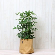 画像をギャラリービューアに読み込む, ホンコンカポック(シェフレラ) 7号 鉢カバー「Re:af®」セット