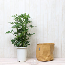 画像をギャラリービューアに読み込む, ホンコンカポック(シェフレラ) 7号 鉢カバー「Re:af®」セット