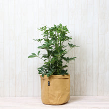 画像をギャラリービューアに読み込む, ホンコンカポック(シェフレラ) 7号 鉢カバー「Re:af®」セット