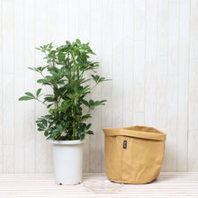 画像をギャラリービューアに読み込む, ホンコンカポック(シェフレラ) 7号 鉢カバー「Re:af®」セット