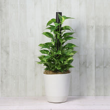 画像をギャラリービューアに読み込む, ポトス(斑入り) タワー仕立て 7号