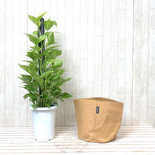 画像をギャラリービューアに読み込む, ポトス(斑入り) タワー仕立て 7号 鉢カバー「Re:af®」セット