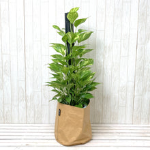 画像をギャラリービューアに読み込む, ポトス(斑入り) タワー仕立て 7号 鉢カバー「Re:af®」セット