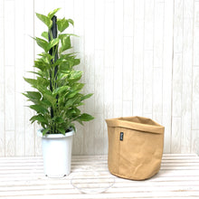 画像をギャラリービューアに読み込む, ポトス(斑入り) タワー仕立て 7号 鉢カバー「Re:af®」セット