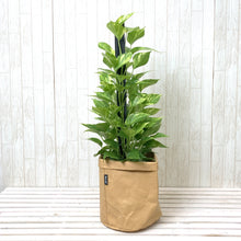画像をギャラリービューアに読み込む, ポトス(斑入り) タワー仕立て 7号 鉢カバー「Re:af®」セット
