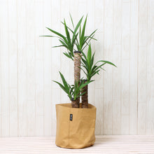 画像をギャラリービューアに読み込む, ユッカ・エレファンティペス(青年の木) 7号 鉢カバー「Re:af®」セット