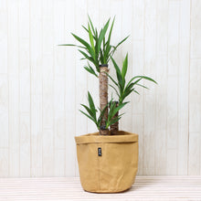 画像をギャラリービューアに読み込む, ユッカ・エレファンティペス(青年の木) 7号 鉢カバー「Re:af®」セット