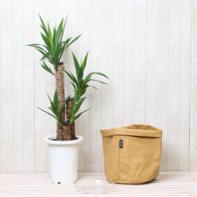 画像をギャラリービューアに読み込む, ユッカ・エレファンティペス(青年の木) 7号 鉢カバー「Re:af®」セット