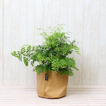 画像をギャラリービューアに読み込む, アジアンタム・フラグランス 5号 鉢カバー「Re:af®」セット