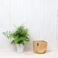 画像をギャラリービューアに読み込む, アジアンタム・フラグランス 5号 鉢カバー「Re:af®」セット