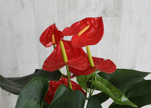 画像をギャラリービューアに読み込む, アンスリウム 赤 6号 白鉢セット 【ギフトにおすすめ!】