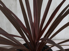 画像をギャラリービューアに読み込む, コルジリネ・レッドスター 6号