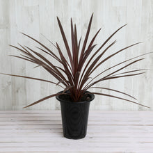 画像をギャラリービューアに読み込む, コルジリネ・レッドスター 6号