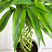 画像をギャラリービューアに読み込む, ミリオンバンブー 7号 鉢カバーセット ギフトにおすすめ