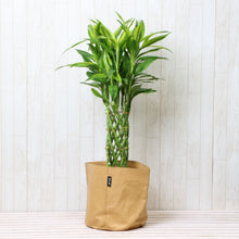 画像をギャラリービューアに読み込む, ミリオンバンブー 7号 鉢カバー「Re:af®」セット